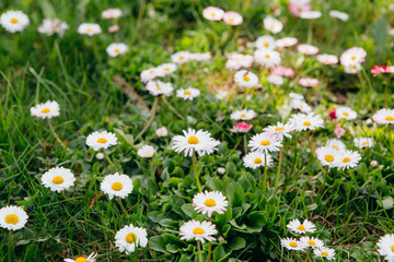 Closeup of daisy in garden . Bellis perennis