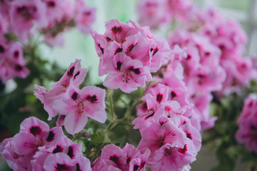 The Pink Regal Pelargonium is a home and garden plant that is also known as Regal Geranium or “Pelargonium Grandiflorum”