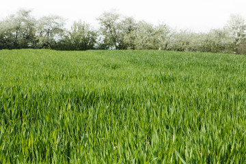 Wheat field with blossoming trees in spring