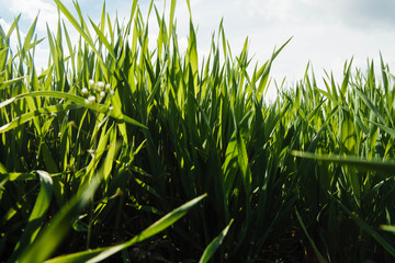 Close view at the young fresh green wheat