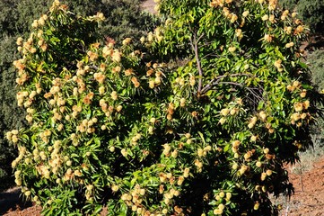 Heavily laden chestnut tree, Igualeja, Andalusia, Spain.