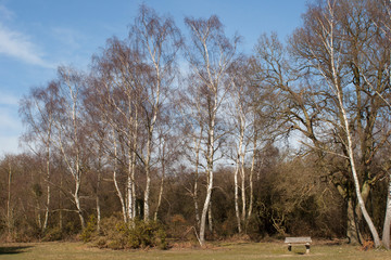 woodland scene in autumn UK woodland