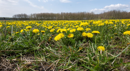 Zakwitły łąki pełne Mniszka pospolitego zwanego Mniszkiem lekarskim  (Taraxacum officinale F.H. Wiggers coll.) który jest stosowany w medycynie ludowej