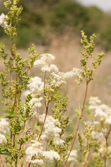 Filipendula ulmaria, meadow sweet growing in a meadow UK countryside