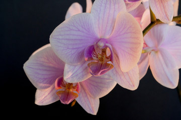 pale pink orchid on black background
