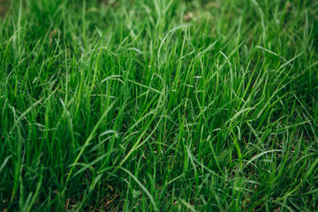 Close view at the young fresh green wheat