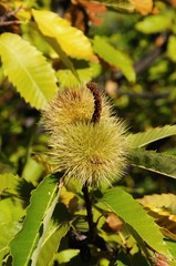 Ripe chestnut on tree in the forest, Igualeja, Andalusia, Spain.
