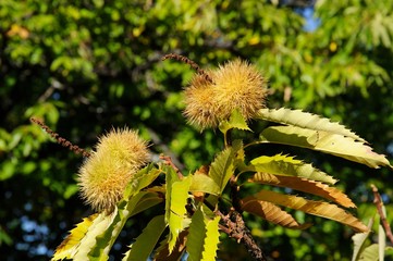 Ripe chestnuts on a tree in the forest, Igualeja, Andalusia, Spain.