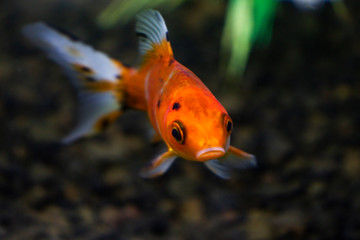 goldfish swimming in an aquarium with a blur background