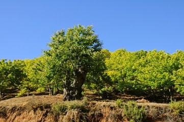 Forest of chestnut trees, Igualeja, Andalusia, Spain.