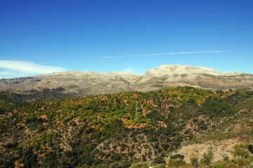 Forest of chestnut trees in the mountains, Igualeja, Andalusia, Spain.