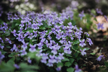 Viola reichenbachiana. Small violet flowers and green leaves of beautiful forest plant in early spring.