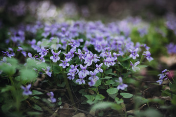 Fototapeta premium Viola reichenbachiana. Small violet flowers and green leaves of beautiful forest plant in early spring.