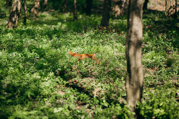 Squirrel runs on the grass in the park