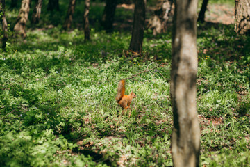 Squirrel runs on the grass in the park