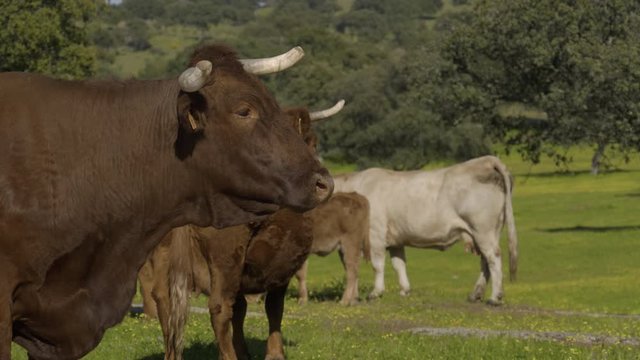 Retinta breed calves grazing in the spring of the Pedroches Valley. Limousin. Angus