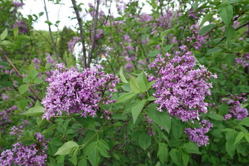Fototapeta na wymiar Green leaves and double flowers of lilac in May
