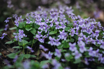 Viola reichenbachiana. Small violet flowers and green leaves of beautiful forest plant in early...