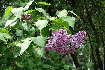 Buds and mauve flowers of lilac in May