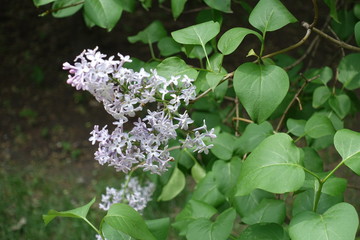 Green leaves and mauve panicles of lilac in May