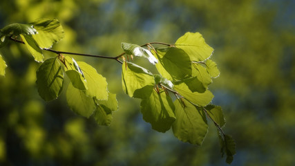 Fresh leaves in the spring forest