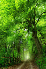 Majestic beech tree by a path leading into a bright misty spot in a green shady forest with soft light, vibrant colors, portrait format