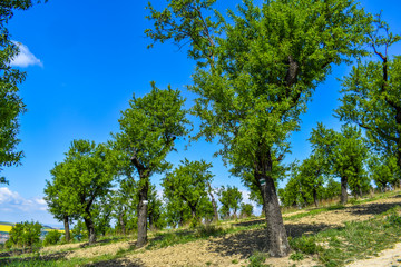 Fototapeta premium Spring walk on the weekend in beautiful nature.