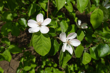 2 white flowers of quince tree in May