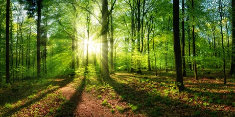 Poster Panoramisch landschap: prachtige zonnestralen die door het levendige, weelderige groene gebladerte schijnen en een dynamisch landschap van licht en schaduw creëren op een open plek in het bos © Smileus