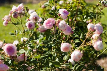 blooming rose rose flower buds in the garden