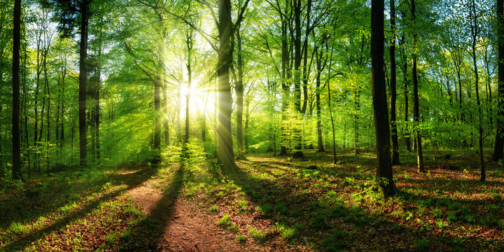 Panoramic landscape: beautiful rays of sunlight shining through the vibrant lush green foliage and creating a dynamic scenery of light and shadow in a forest clearing