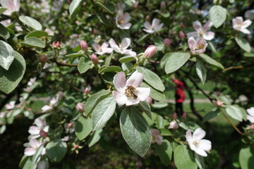 Bee pollinating pinkish white flower of quince in May