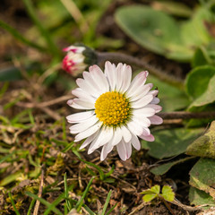 Obraz premium common daisy, lawn daisy or English daisy (Bellis perennis) flower detail