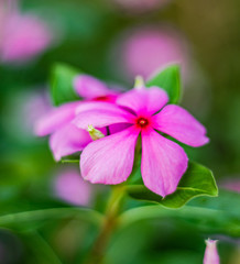 texture of plant roots