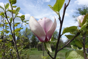 One pink flower of magnolia soulangeana against blue sky in May