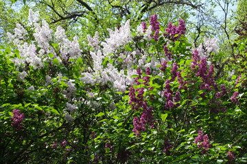 Fototapeta premium Mauve and purple flowers of lilac in May