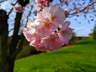 Cherry Blossom (flower) closeup on Spring day with Green grass and Tree in Background, selective focus