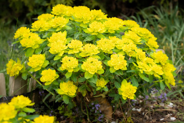 Bright yellow bush of cushion spurge 'Euphorbia polychroma' in spring garden. Fresh yellow flowers commonly bloom in many gardens in springtime