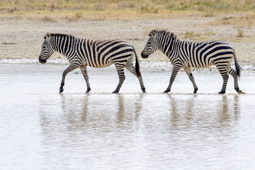 Fototapeta na wymiar Two Common or Plains Zebra (Equus quagga) walking in shallow water with reflection, Ngorongoro crater national park, Tanzania
