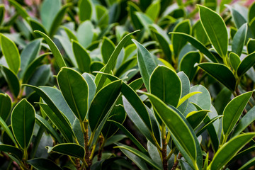 
plants with green leaves