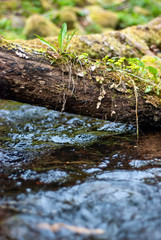 green moss on the tree