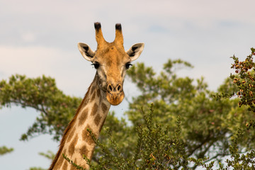 giraffe in the wild