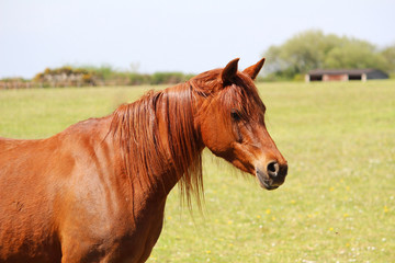 Chestnut sorrel Arabian mare in a field