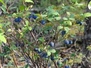 blueberries in the forest