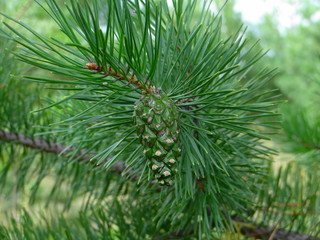 close-up of pine cones