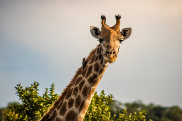 giraffe in the wild