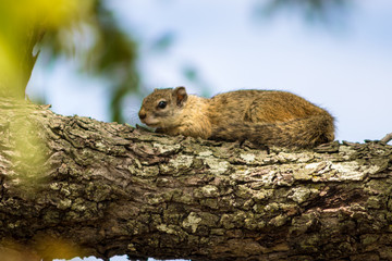 squirrel in the tree