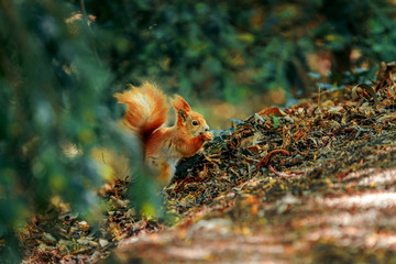 gold fish in aquarium
