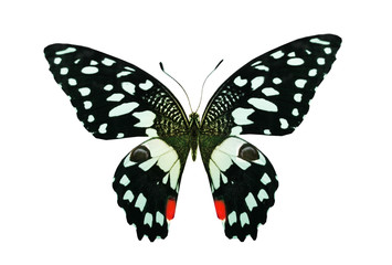 Color butterfly , isolated on white background