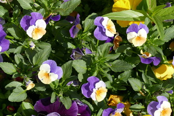 Bunte Stiefmütterchen (Viola), Deutschland, Europa